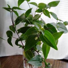 切り花・植木・苗☆ブライダルベール