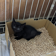 子猫　黒　生後1ヶ月くらい　