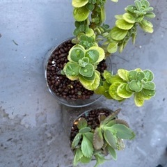 ハーブ　& 多肉植物切り苗❣️アロマティカス　　子宝草　　　　