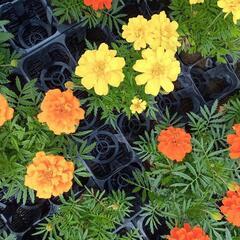 花苗　マリーゴールドの画像