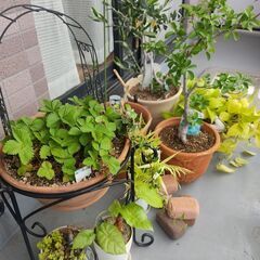 植物色々と園芸用品