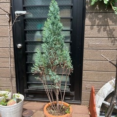 コニファー🌲木