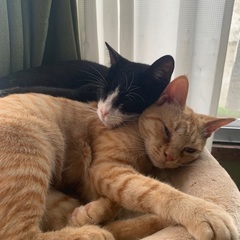 仲良い猫の親里を募集しています！