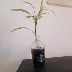 ③観葉植物 サンデリアーナ
