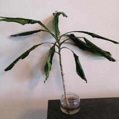 ④観葉植物 ドラセナ ジャネットリン