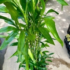 ドラセナサンデリアーナ (予定者決まりました)