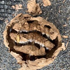 害獣//害虫　駆除　ご相談受け付けます。動物が出入りしているがわからない　カメラ仕掛けます - 中間市