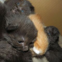 害獣//害虫　駆除　ご相談受け付けます。動物が出入りしているがわからない　カメラ仕掛けます − 福岡県