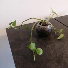 ⑤観葉植物 ポトス