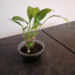 ⑥観葉植物 フィロデンドロン