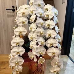 胡蝶蘭　3本差し