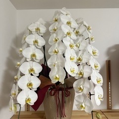 胡蝶蘭　3本差し