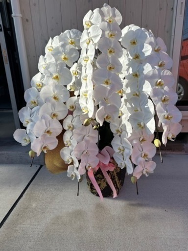 胡蝶蘭　5本差し