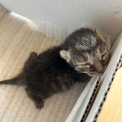 臍の緒がまだ取れてない子猫