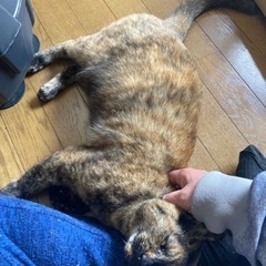 郡上の猫好き - 友達