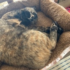 郡上の猫好き − 岐阜県
