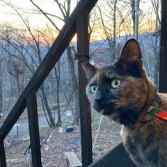 郡上の猫好き - メンバー募集