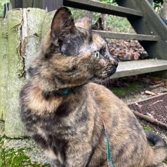 郡上の猫好き