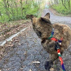 郡上の猫好き - 郡上市