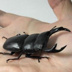 カブトムシ、クワガタムシ仲間募集