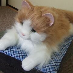 猫のぬいぐるみ