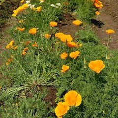 カリフォルニアポピーの切り花・花束