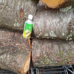 サクラの玉切りの画像