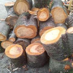 サクラの玉切りの画像