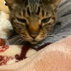 [至急]保護猫推定7、8歳キジトラのメスネネちゃん里親募集