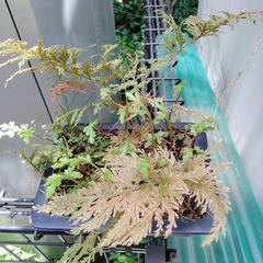 盆栽　盆栽鉢　植木　シダ　 ガーデニングの画像