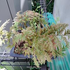 盆栽　盆栽鉢　植木　シダ　 ガーデニングの画像