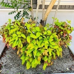 生活雑貨 家庭用品 ガーデニングの画像