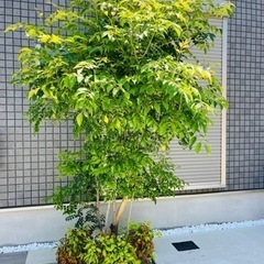 生活雑貨 家庭用品 ガーデニングの画像