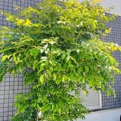 生活雑貨 家庭用品 ガーデニングの画像