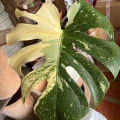 モンステラ　ホワイトタイガー　タイコンステレーションの画像