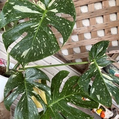 モンステラ　ホワイトタイガー　タイコンステレーションの画像