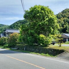 【八女市立花】木の剪定と切った枝の処分 