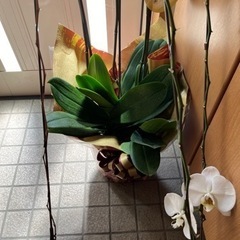 ★決まりました★差し上げます　胡蝶蘭　5鉢