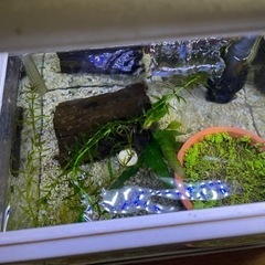水槽の画像