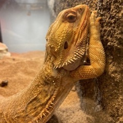 フトアゴヒゲトカゲ 里親