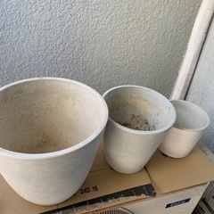 鉢植え①の画像