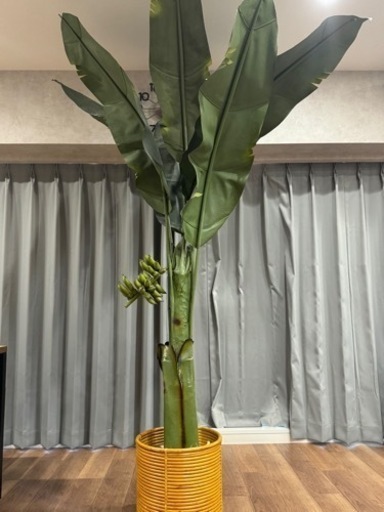 バナナの木 観葉植物
