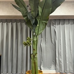 バナナの木 観葉植物
