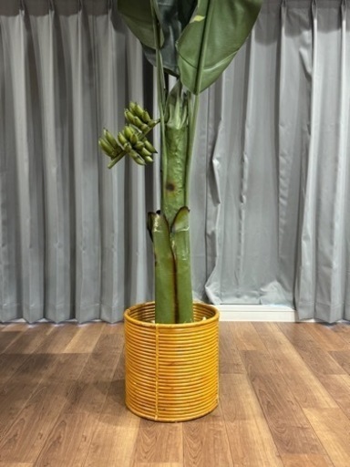 バナナの木 観葉植物
