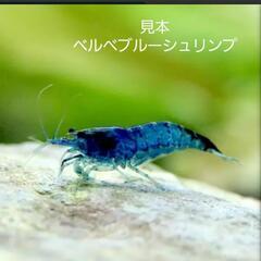 ベルベットブルーシュリンプ　チェリーシュリンプ　10匹の画像