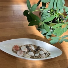 貝殻砂浜ディスプレイ