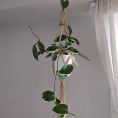 ホヤ「カルノーサ」鉢植え ハンギングセットの画像