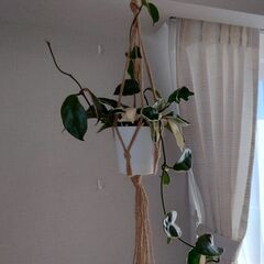 ホヤ「カルノーサ」鉢植え ハンギングセットの画像