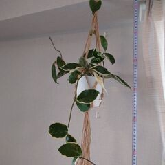 ホヤ「カルノーサ」鉢植え ハンギングセットの画像