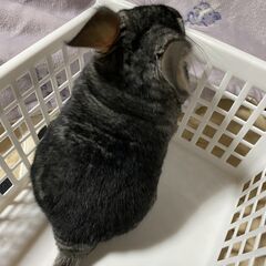 チンチラ販売 / スタンダードグレー　男の子 - 花巻市